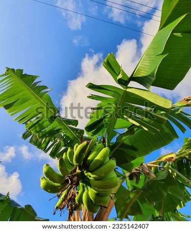 Central Java, Indonesia - June 30, 2023 : banana trees and blue sky in the countryside of Cilacap city, Central Java