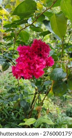 Central Java, Indonesia. March 29, 2026. This is a beautiful bougainvillea flower with a dazzling red color, perfect for planting in your yard or garden to add beauty and color.