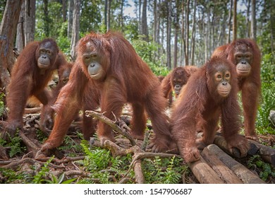 Central Kalimantan, February 2016, Pongo Pygmaeus, A Group Of Borneo Orangutans In A Wildlife Recovery Centre.