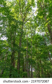 Central Michigan Woods Near Lake Michigan