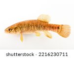 Central mudminnow and white background 