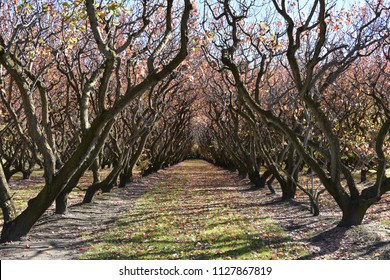 Central Otago Fruit Orchard In Autumn