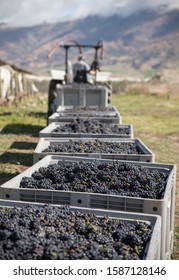The Central Otago vineyard harvest in New Zealand during daytime