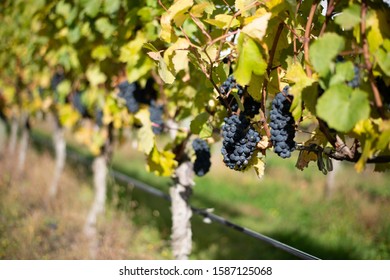 The Central Otago Vineyard In New Zealand During Daytime