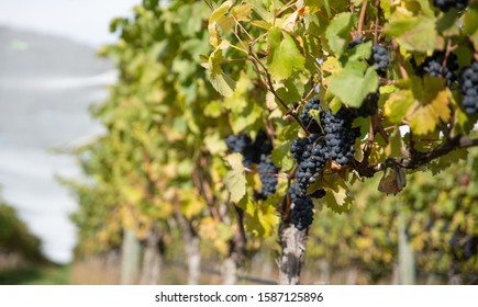 The Central Otago Vineyard In New Zealand During Daytime