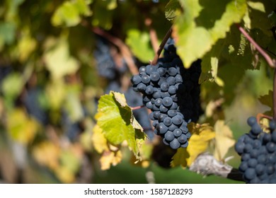 The Central Otago Vineyard In New Zealand During Daytime