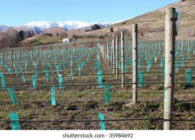 Central Otago Vineyard, New Zealand