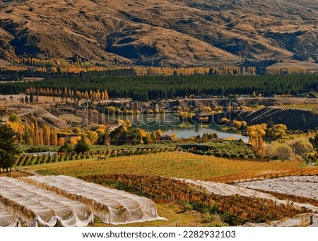Central Otago vineyards   New Zealand   