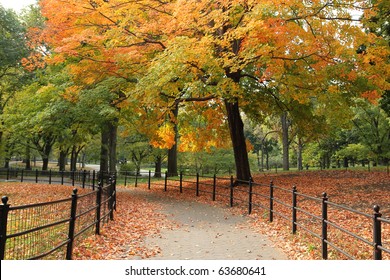 Central Park In The Autumn