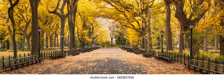 Central Park Autumn New York City Stock Photo 1803837046 | Shutterstock