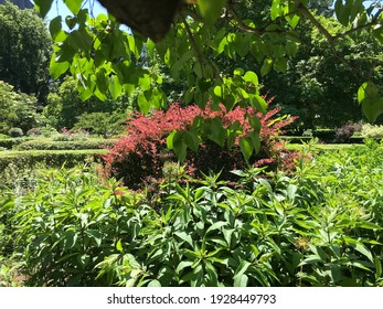 Central Park Conservatory Garden Summertime