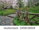 Central Park in late spring with flowering cherry trees, early morning