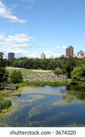 Central Park, With Turtle Pond And Great Lawn