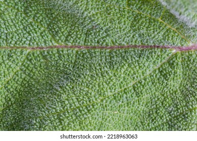 Central Part Of The Broad Leaf Of Herbaceous Plant With Small Hairs, Top View Close-up In Selective Focus, Background
