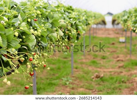 A central path leading through rows of strawberry plants with ripening fruit and white flowers inside a large polytunnel greenhouse, emphasizing agricultural scale. High quality photo