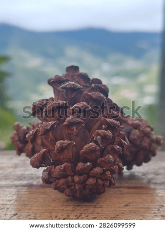 The central pinecone is fully open, displaying thick, woody scales that have a slightly glossy or damp appearance at their tips. The rough, linear grain of the wooden surface in the immediate foreground is sharply in focus.