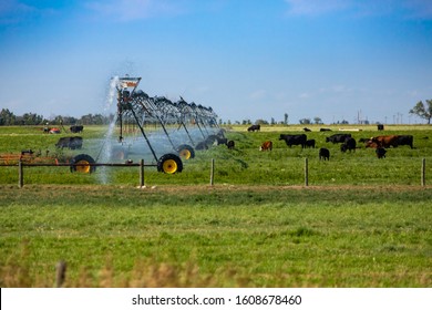 A central pivot irrigation sprinkler system is seen watering a green pasture filled with cattle under a blue sky. Agronomy of Saskatchewan, Canada