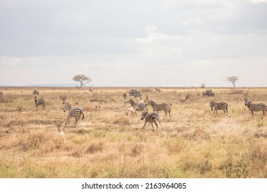 Central Serengeti Safari, Arusha, Tanzania