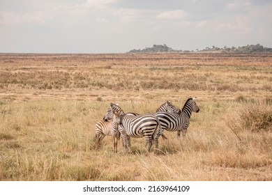 Central Serengeti Safari, Arusha, Tanzania