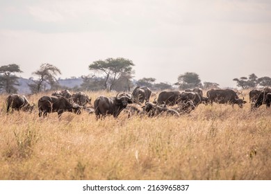 Central Serengeti Safari, National Park, Tanzania