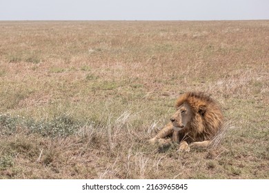 Central Serengeti Safari, National Park, Tanzania