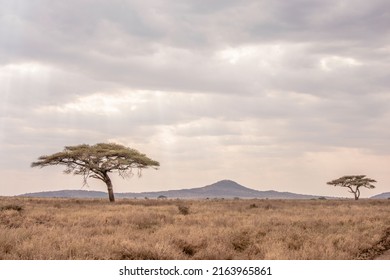 Central Serengeti Safari, National Park, Tanzania