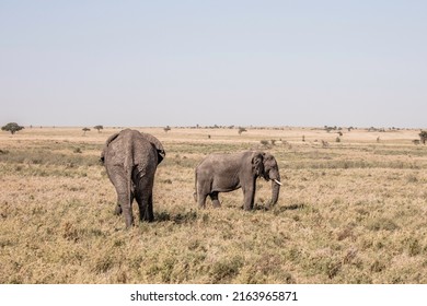 Central Serengeti Safari, National Park, Tanzania