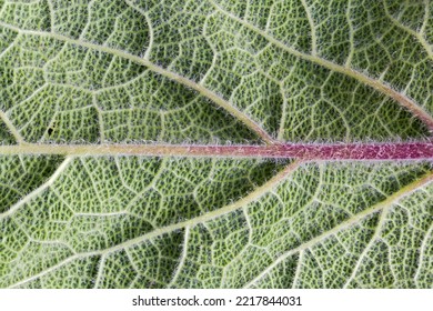 Central Underside Part Of The Broad Leaf Of Herbaceous Plant With Small Hairs, Close-up In Selective Focus, Background
