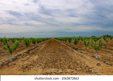 Central Valley Crops