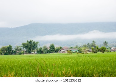 Central Valley Farmer's Village