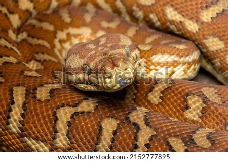 Centralian Carpet Python (Morelia bredli)