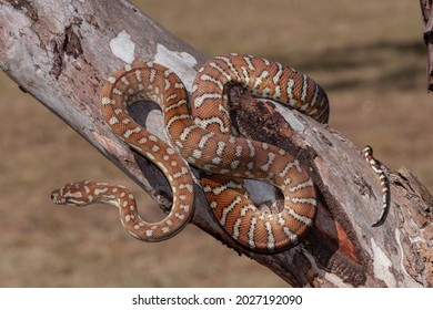 Centralian Carpet Python on tree branch