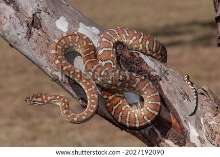 Centralian Carpet Python on tree branch