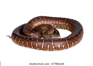 Centralian Carpet Python On White