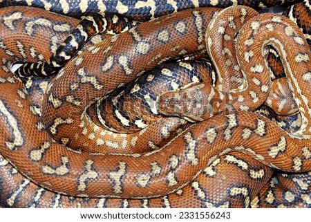 Centralian Carpet Pythons
(Morelia bredli)