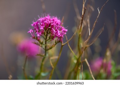 Centranthus Ruber Macro Close Up. Flowering Plant Native To Southern Europe In The Family Caprifoliaceae. Violet Pink Flower Growing On Volcanic Rock Near The Peak Of Mount Vesuvius Near Naples Italy.