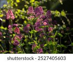 Centranthus ruber.Valeriana rubra, the red valerian, spur valerian, kiss-me-quick, fox