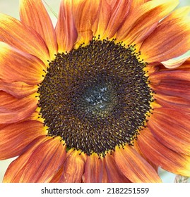 Centre Ruby Passion Sunflower Stock Photo 2182251559 | Shutterstock