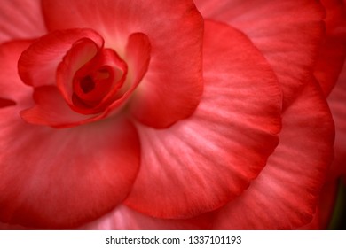 The centre of a splendid red Begonia creates a sensuous almost abstract allusion.