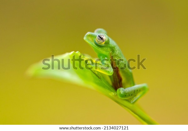 Centrolene prosoblepon is a species of frog in the\
family Centrolenidae, commonly known as the emerald glass frog or\
Nicaragua giant glass\
frog.