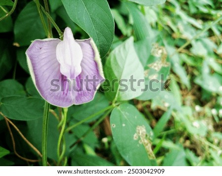 Similar – Image, Stock Photo Plant whose name I do not yet know