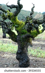 Centuries Old Red Zinfandel Vine