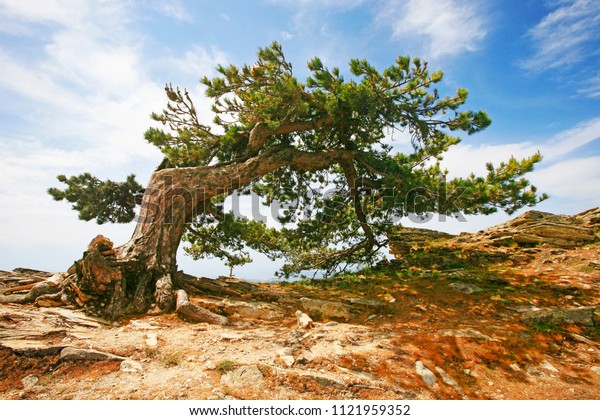 12+ Bent over pine tree clipart