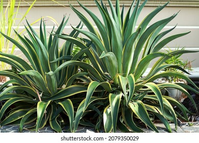 Century Plant Aka American Aloe Under Morning Sunlight