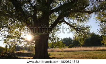 Century-old elm in beautiful rural France. Evening light and summer vegetation.