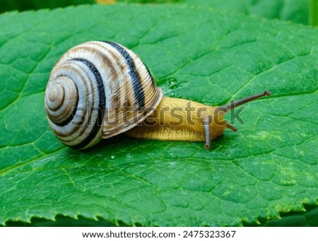 Similar – Foto Bild Gartenschnecke IX Blatt