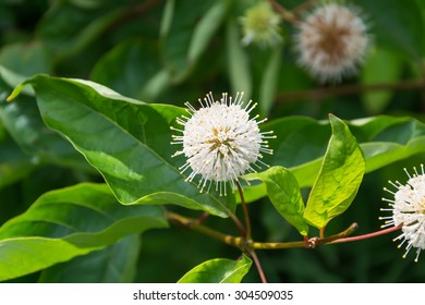 Cephalanthus Occidentalis