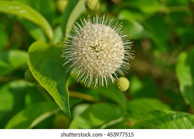 Cephalanthus Occidentalis