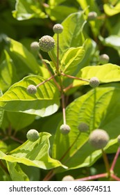 Cephalanthus Occidentalis