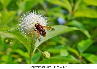 Cephalanthus Occidentalis  And Insect